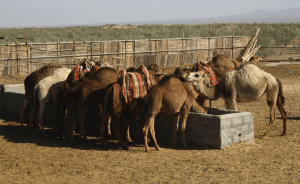 camels matinabad