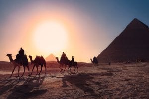 Cairo camels sunset